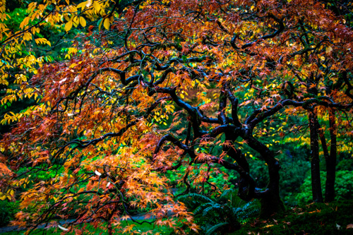 image  of maple tree by jesse kendall